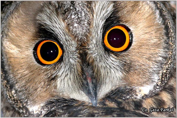11_long-eared_owl.jpg - Long-eared Owl, Asio otus, Mala usara, Mesto -  Location: Rusanda, Serbia
