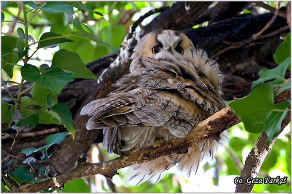 12_long-eared_owl.jpg - Long-eared Owl, Asio otus, Mala usara, Mesto -  Location: Novi Sad, Serbia