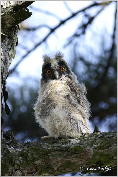 14_long-eared_owl.jpg - Long-eared Owl, Asio otus, Mala usara, Mesto -  Location: Rusanda, Serbia