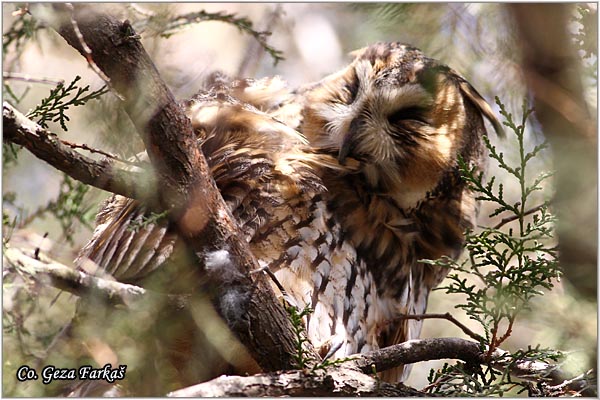 19_long-eared_owl.jpg - Long-eared Owl, Asio otus, Mala uara, Mesto -  Location: Backo gradite, Serbia