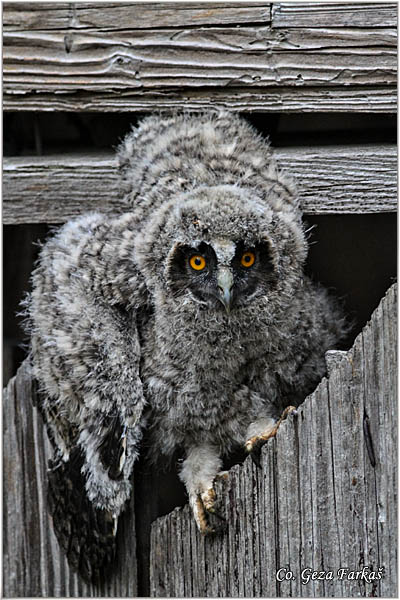 22_long-eared_owl.jpg - Long-eared Owl, Asio otus, Mala uÅ¡ara, Mesto -  Location: Rusanda, Serbia