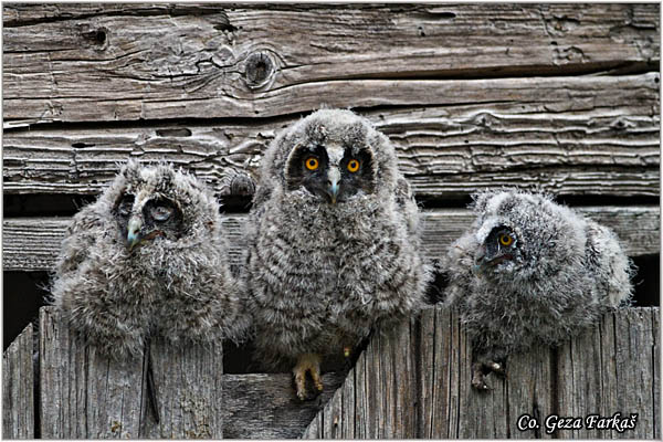 26_long-eared_owl.jpg - Long-eared Owl, Asio otus, Mala uÅ¡ara, Mesto -  Location: Rusanda, Serbia