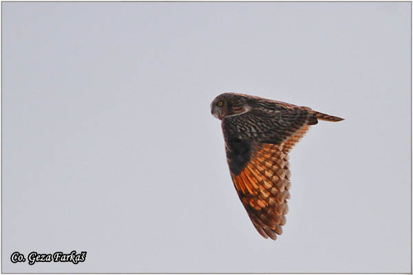 36_short-eared_owl.jpg - Short-eared Owl, Asio flammeus, Ritska sova, Mesto -  Location: Slano kopovo, Serbia