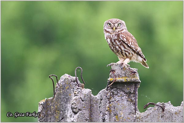 50_little_owl.jpg - Little Owl, Athene noctua, Kukumavka, Mesto -  Location: Carska bara, Vojvodina, Serbia