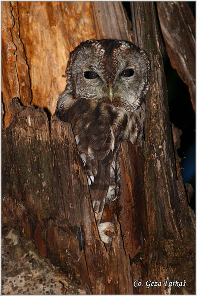 60_tawny_owl.jpg - Tawny Owl, Strix aluco, umska sova, Mesto -  Location: Subotièke ume, Vojvodina, Serbia