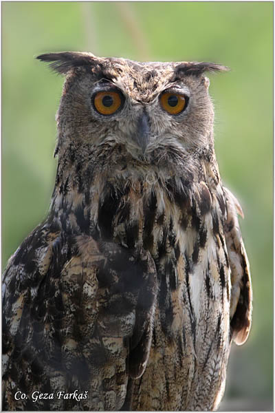 70_eurasian_eagle-owl.jpg - Eurasian eagle-owl, Bubo bubo, Buljina, Location: Deliblatska peèara, Serbia