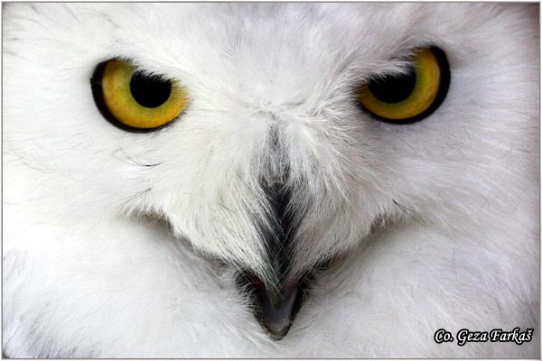 90_snowy_owl.jpg - Snowy Owl, Captured bird, Nyctea scandiaca, Snezna sova