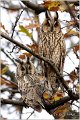 01_long-eared_owl