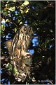 02_long-eared_owl