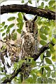 06_long-eared_owl