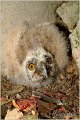 09_long-eared_owl