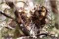 19_long-eared_owl