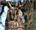20_long-eared_owl