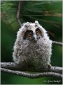 25_long-eared_owl