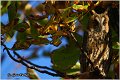 30_long-eared_owl