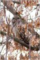 35_short-eared_owl