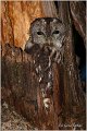 60_tawny_owl