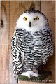 91_snowy_owl