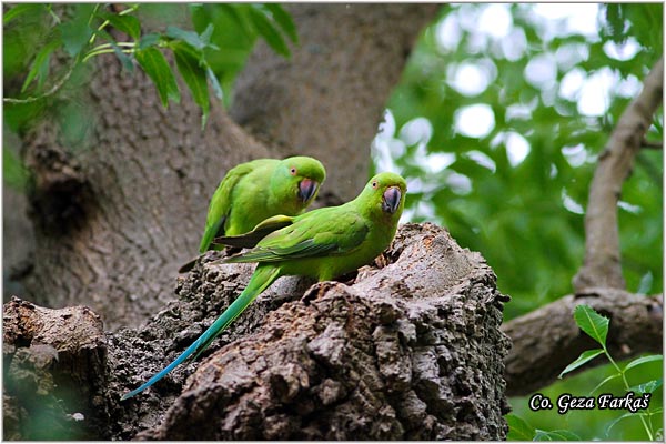 01_rose-ringed_parakeet.jpg - Rose-ringed Parakeet, Psittacula krameri, Location: Lisabon  Portugalia