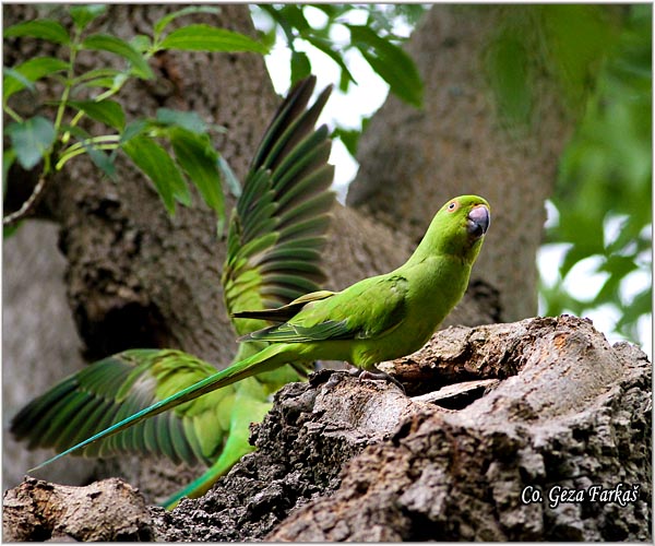 02_rose-ringed_parakeet.jpg - Rose-ringed Parakeet, Psittacula krameri, Location: Lisabon  Portugalia