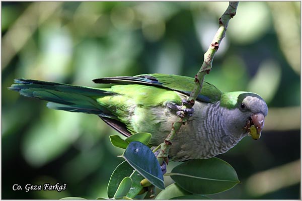 13_monk_paraket.jpg - Monk paraket,  Myopsitta monachus,  Mesto - Location: Malaga, Spain