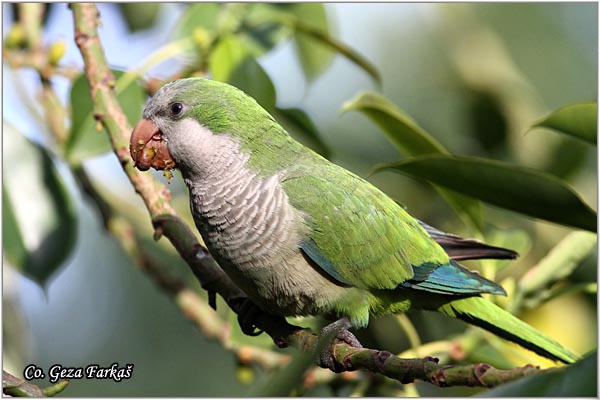 14_monk_paraket.jpg - Monk paraket,  Myopsitta monachus,  Mesto - Location: Malaga, Spain