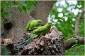 01_rose-ringed_parakeet