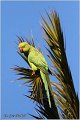 03_rose-ringed_parakeet