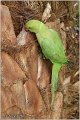 04_rose-ringed_parakeet