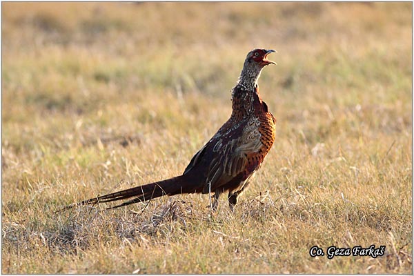 05_pheasant.jpg - Pheasant, Phasianus colchicus, Fazan, Mesto - Location: Skihatos, Greece