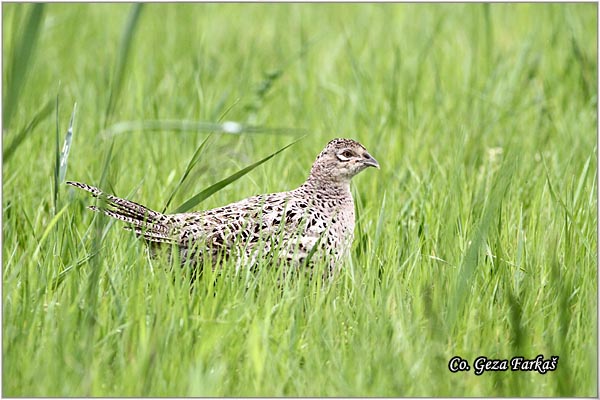 07_pheasant.jpg - Pheasant, Phasianus colchicus, Fazan, Mesto - Location: Slano Kopovo, Serbia