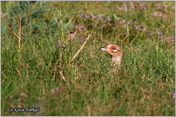 09_pheasant.jpg - Pheasant, Phasianus colchicus, Fazan, Mesto - Location: Skihatos, Greece