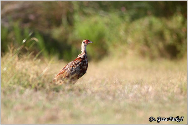 10_pheasant.jpg - Pheasant, Phasianus colchicus, Fazan, Mesto - Location: Skihatos, Greece
