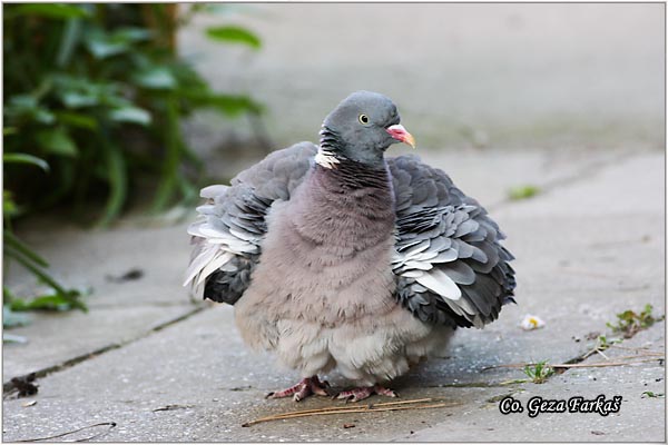 22_woodpigeon.jpg - Woodpigeon, Columba palambus, Golub grivna Mesto - Location: Novi Sad, Serbia