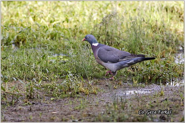 23_woodpigeon.jpg - Woodpigeon, Columba palambus, Golub grivna Mesto - Location: Novi Sad, Serbia