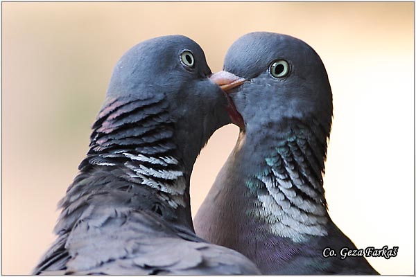 24_woodpigeon.jpg - Woodpigeon, Columba palambus, Golub grivna Mesto - Location: Novi Sad, Serbia