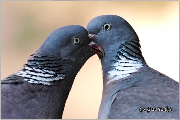 25_woodpigeon.jpg - Woodpigeon, Columba palambus, Golub grivna Mesto - Location: Novi Sad, Serbia