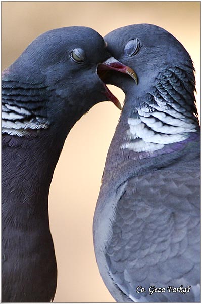 26_woodpigeon.jpg - Woodpigeon, Columba palambus, Golub grivna Mesto - Location: Novi Sad, Serbia