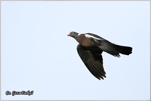 27_woodpigeon.jpg - Woodpigeon, Columba palambus, Golub grivna Mesto - Location: Novi Sad, Serbia