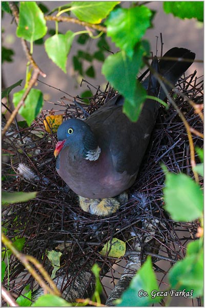 28_woodpigeon.jpg - Woodpigeon, Columba palambus, Golub grivna Mesto - Location: Novi Sad, Serbia