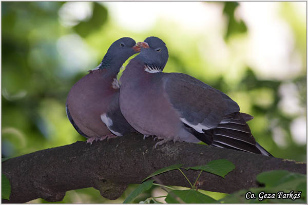 30_woodpigeon.jpg - Woodpigeon, Columba palambus, Golub grivna Mesto - Location: Subotica, Serbia