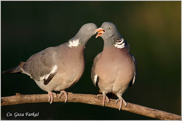 31_woodpigeon.jpg - Woodpigeon, Columba palambus, Golub grivna Mesto - Location: Subotica, Serbia