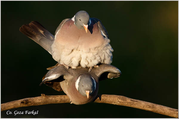 32_woodpigeon.jpg - Woodpigeon, Columba palambus, Golub grivna Mesto - Location: Subotica, Serbia