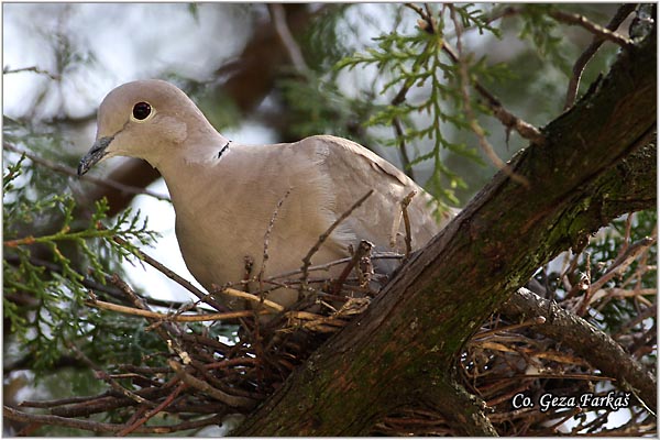 41_collared_dove.jpg - Collared Dove, Streptopelia decaocto,  Gugutka, Mesto - Location: Novi Sad, Serbia