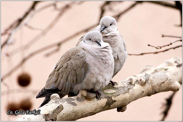 43_collared_dove.jpg - Collared Dove, Streptopelia decaocto,  Gugutka, Mesto - Location: Novi Sad, Serbia
