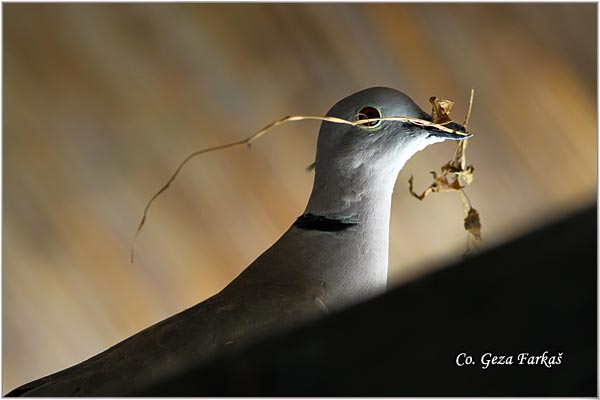 44_collared_dove.jpg - Collared Dove, Streptopelia decaocto,  Gugutka, Mesto - Location: Novi Sad, Serbia