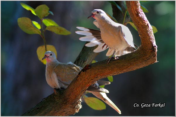 45_collared_dove.jpg - Collared Dove, Streptopelia decaocto,  Gugutka, Mesto - Location: Novi Sad, Serbia