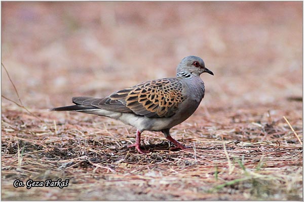 50_turtle-dove.jpg - European Turtle-dove, Streptopelia turtur,  Grlica,  Mesto - Location: Skiathos, Greece