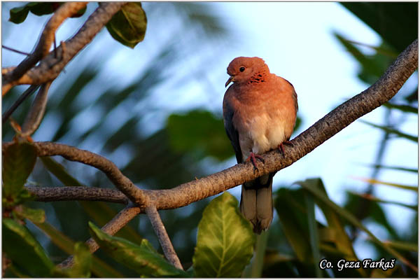 70_laughing_dove.jpg - Laughing dove,  Spilopelia senegalensis, Afrièka grlica, Mesto - Location: Gran Canaria, Spain