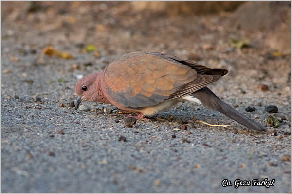 71_laughing_dove.jpg - Laughing dove,  Spilopelia senegalensis, Afrièka grlica, Mesto - Location: Gran Canaria, Spain